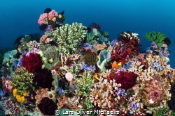 Reefs of Alor
(25m deep) by Lars Oliver Michaelis 